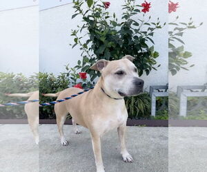 Labrador Retriever Dogs for adoption in Sanford, FL, USA