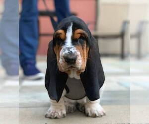 Basset Hound Dogs for adoption in LOS ANGELES, CA, USA
