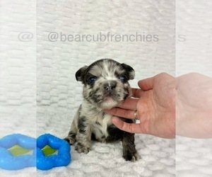 French Bulldog Puppy for sale in FRANKLIN, IN, USA