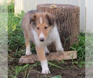 Collie Puppy for sale in FORT PLAIN, NY, USA