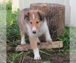 Small Collie