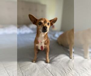 Chihuahua-Unknown Mix Dogs for adoption in Tempe , AZ, USA