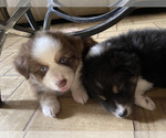 Puppy Rooster Miniature Australian Shepherd