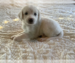 Puppy 3 Bordoodle