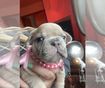 Small Photo #9 French Bulldog Puppy For Sale in PUYALLUP, WA, USA