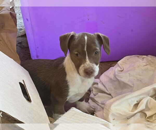 Medium Photo #4 Mutt Puppy For Sale in Candler, NC, USA