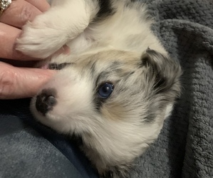 Miniature Australian Shepherd Puppy for sale in NASHVILLE, NC, USA