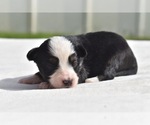 Small #1 Miniature Australian Shepherd