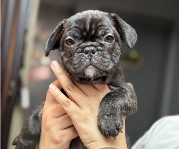 Medium Photo #4 French Bulldog Puppy For Sale in RIALTO, CA, USA