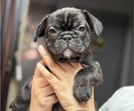 Small #3 French Bulldog