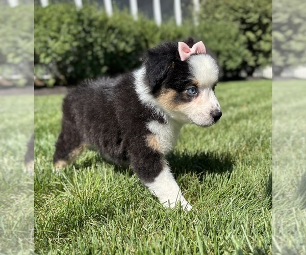 Medium Photo #6 Miniature Australian Shepherd Puppy For Sale in NOBLESVILLE, IN, USA