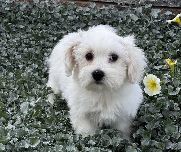 Medium Photo #2 Coton de Tulear Puppy For Sale in CANOGA, NY, USA
