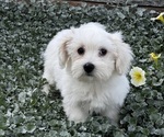 Small #1 Coton de Tulear
