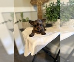 Small Photo #6 Yorkshire Terrier Puppy For Sale in MADERA, CA, USA