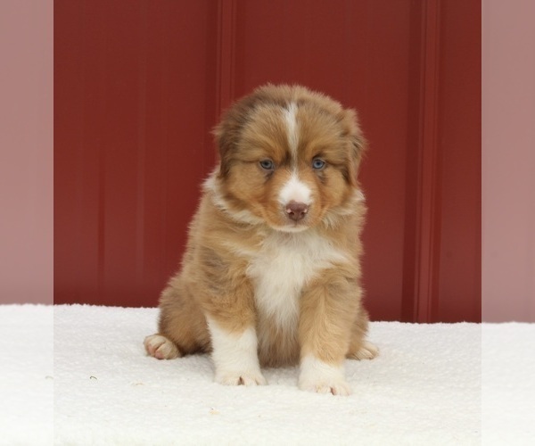 Medium Photo #2 Australian Shepherd Puppy For Sale in FREDERICKSBURG, OH, USA