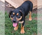 Small #3 Labrador Retriever Mix