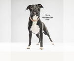 Small Labrador Retriever Mix