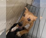 Small #1 Carolina Dog Mix