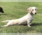 Small Photo #1 Dachshund Puppy For Sale in CHARLOTTESVILLE, VA, USA