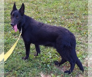 German Shepherd Dog Puppy for sale in EOLIA, MO, USA