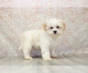 Shih-Poo Puppy for sale in MARIETTA, GA, USA