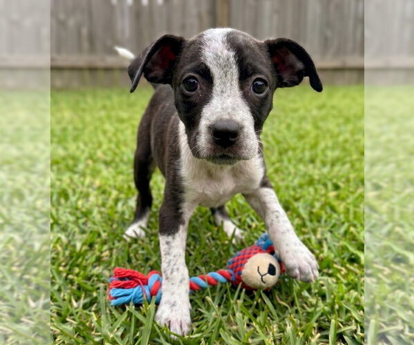 Medium Photo #2 Bulldog-Unknown Mix Puppy For Sale in Grovertown, IN, USA