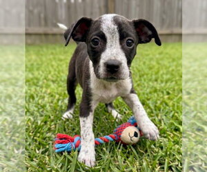 Margo - Female Bulldog-Unknown Mix Dog for Adoption - Photo #2