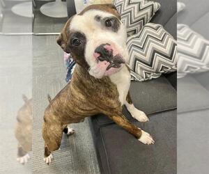 American Pit Bull Terrier Dogs for adoption in Peoria, IL, USA