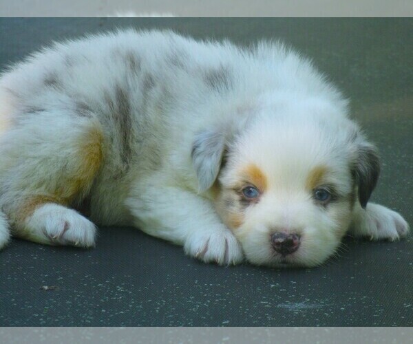 Medium Photo #1 Australian Shepherd Puppy For Sale in WILSON, NY, USA