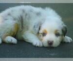 Small Photo #1 Australian Shepherd Puppy For Sale in WILSON, NY, USA