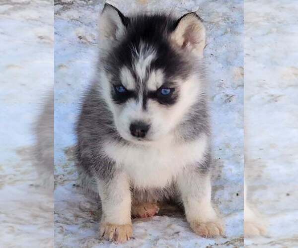Medium Photo #5 Siberian Husky Puppy For Sale in LOUISVILLE, KY, USA