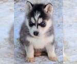 Small Photo #5 Siberian Husky Puppy For Sale in LOUISVILLE, KY, USA