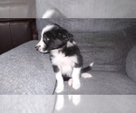 Small Photo #33 Border Collie Puppy For Sale in AIKEN, SC, USA