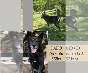 Mutt Dogs for adoption in Woodbury, NY, USA