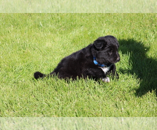 Medium Photo #2 Border Collie-Swiss Shepherd Mix Puppy For Sale in ELOY, AZ, USA
