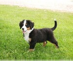 Small Photo #5 Bernese Mountain Dog Puppy For Sale in CLARE, MI, USA