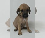 Small #1 Labrador Retriever Mix