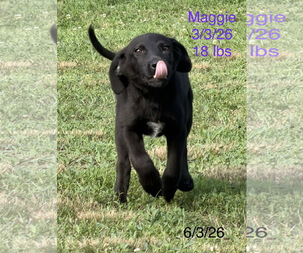 Medium Photo #2 Labrador Retriever-Unknown Mix Puppy For Sale in Wakefield, RI, USA
