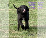 Small #1 Labrador Retriever Mix
