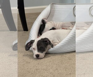 Thimble - Sewing Litter - Male American Staffordshire Terrier-Unknown Mix Dog for Adoption - Photo #8