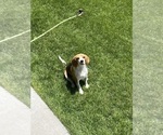 Small #4 Beagle