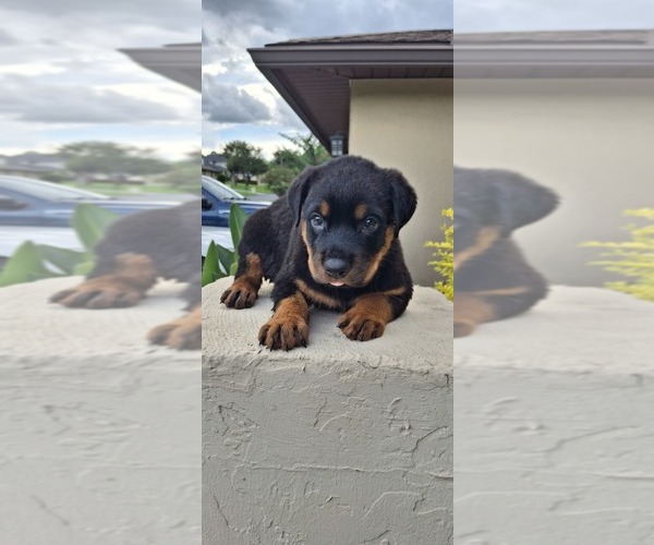 Medium Photo #4 Rottweiler Puppy For Sale in LAKELAND, FL, USA