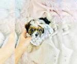 Small #1 Shih-Poo