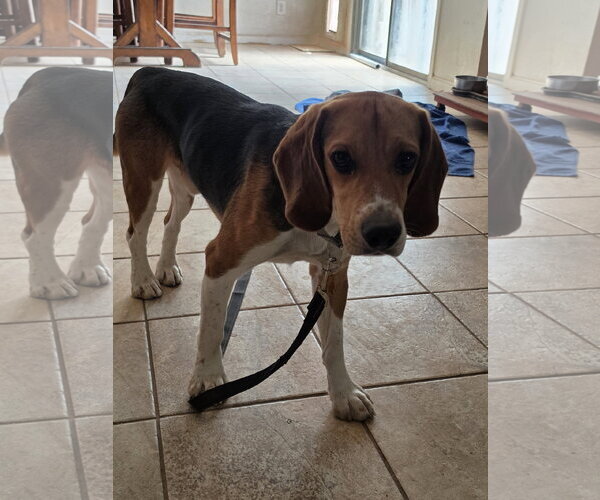 Medium Photo #7 Beagle Puppy For Sale in Las Vegas, NV, USA