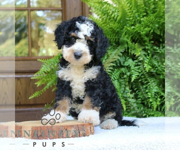 Medium Photo #2 Bernedoodle (Miniature) Puppy For Sale in NARVON, PA, USA