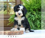 Small #1 Bernedoodle (Miniature)