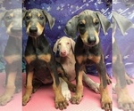 Small Photo #5 Doberman Pinscher Puppy For Sale in PERRIS, CA, USA