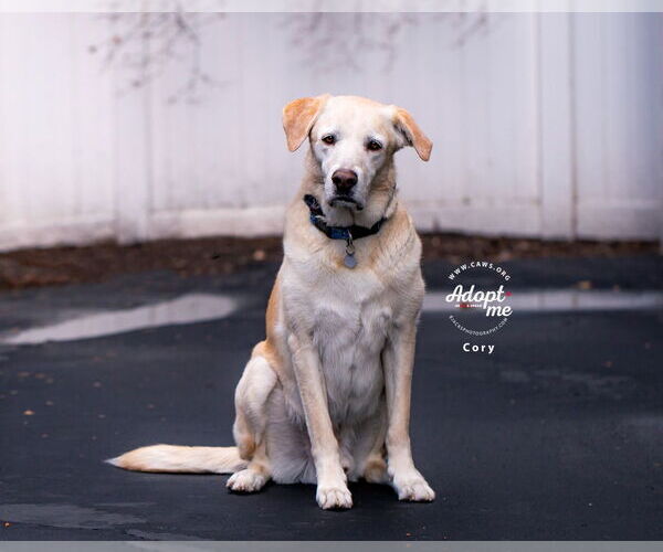 Medium Photo #1 Mutt Puppy For Sale in Salt Lake City, UT, USA