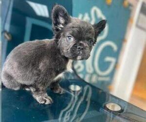 French Bulldog Puppy for sale in SAN FRANCISCO, CA, USA