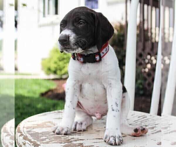 Medium Photo #5 German Shorthaired Pointer Puppy For Sale in NARVON, PA, USA